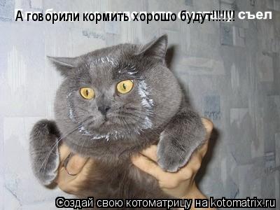 А говорили кормить хорошо будут!!!!!!!... Котоматрица: А говорили кормить хорошо будут!!!!!!!