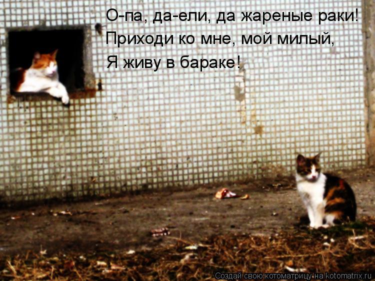 О-па, да-ели, да жареные раки! Приходи ко мне, мой милый! Приходи ко мне, мой милый, Я живу в бараке!... Котоматрица: О-па, да-ели, да жареные раки! Приходи ко мне, мой милый! Приходи ко мне, мой милый, Я живу в бараке!