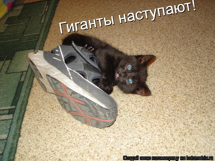 Гиганты наступают!... Котоматрица: Гиганты наступают!