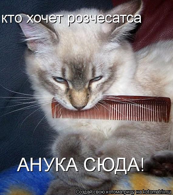 кто хочет розчесатса АНУКА СЮДА!... Котоматрица: кто хочет розчесатса АНУКА СЮДА!