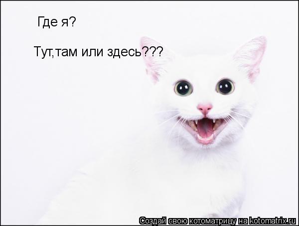 Тут,там или здесь??? Где я?... Котоматрица: Тут,там или здесь??? Где я?