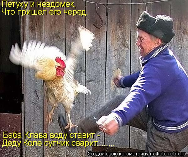 Петуху и невдомек, Что пришел его черед. Баба Клава воду ставит - Деду Коле супчик сварит........... Котоматрица: Петуху и невдомек, Что пришел его черед. Баба Клава воду ставит - Деду Коле супчик сварит........