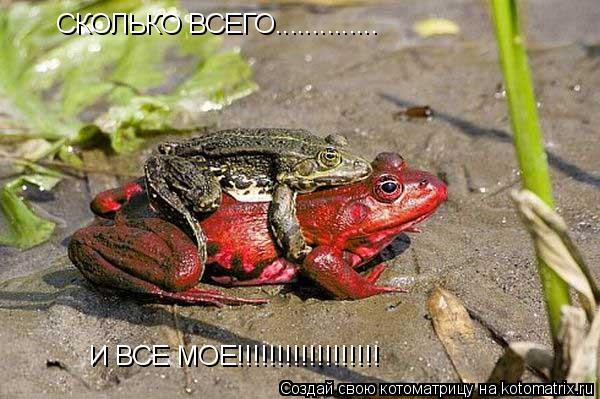 СКОЛЬКО ВСЕГО.............. И ВСЕ МОЕ!!!!!!!!!!!!!!!!!!... Котоматрица: СКОЛЬКО ВСЕГО.............. И ВСЕ МОЕ!!!!!!!!!!!!!!!!!!