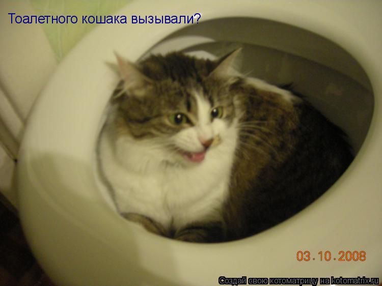 Тоалетного кошака вызывали?... Котоматрица: Тоалетного кошака вызывали?