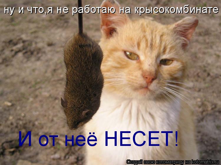 ну и что,я не работаю на крысокомбинате И от неё НЕСЕТ!... Котоматрица: ну и что,я не работаю на крысокомбинате И от неё НЕСЕТ!