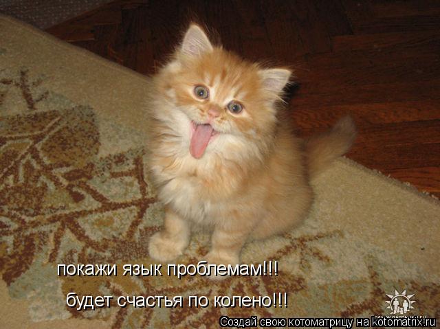 будет счастья по колено!!! покажи язык проблемам!!!... Котоматрица: будет счастья по колено!!! покажи язык проблемам!!!