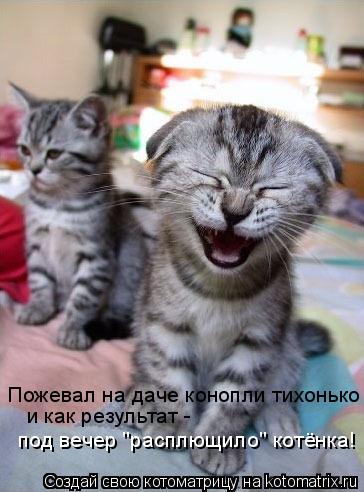 Котоматрица: Пожевал на даче конопли тихонько и как результат -  под вечер "расплющило" котёнка!