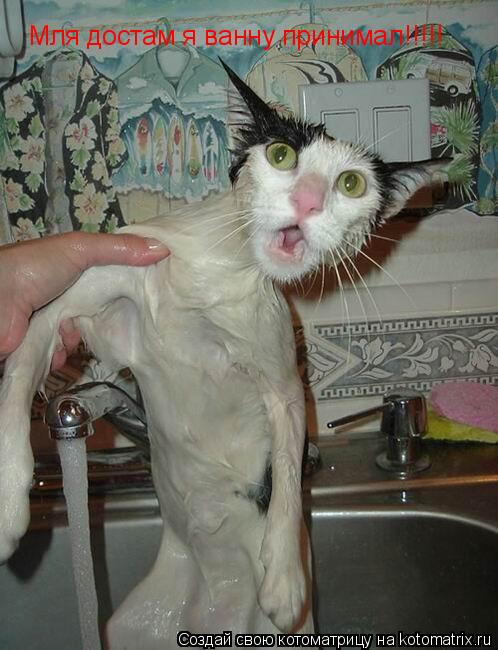 Мля достам я ванну принимал!!!!!... Котоматрица: Мля достам я ванну принимал!!!!!