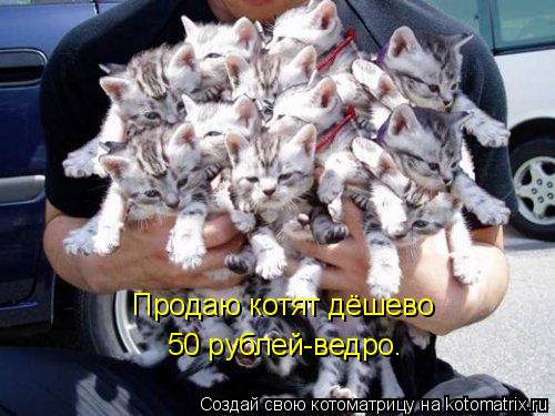 Котоматрица: Продаю котят дёшево 50 рублей-ведро.