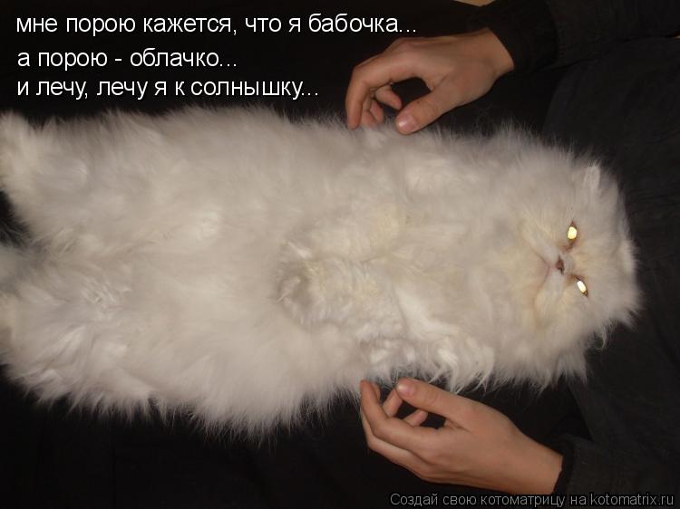 мне порою кажется, что я бабочка... а порою - облачко... и лечу, лечу я к солнышку...... Котоматрица: мне порою кажется, что я бабочка... а порою - облачко... и лечу, лечу я к солнышку...