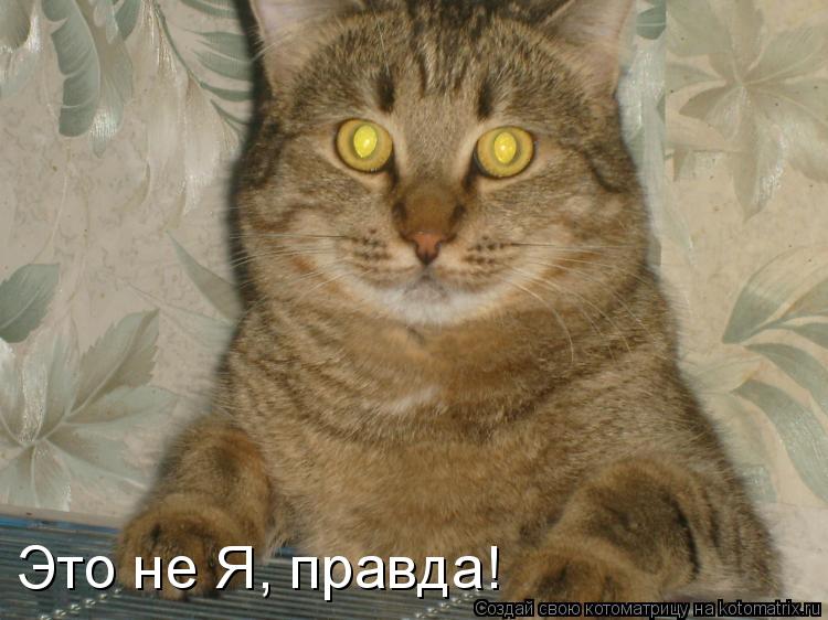 Это не Я, правда!... Котоматрица: Это не Я, правда!