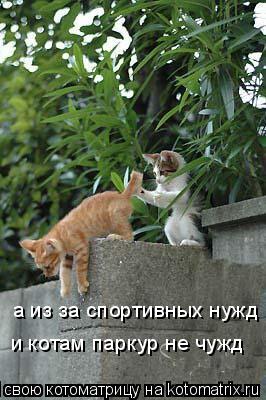 а из за спортивных нужд и котам паркур не чужд... Котоматрица: а из за спортивных нужд и котам паркур не чужд