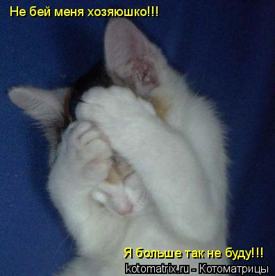 Не бей меня хозяюшко!!! Я больше так не буду!!!... Котоматрица: Не бей меня хозяюшко!!! Я больше так не буду!!!