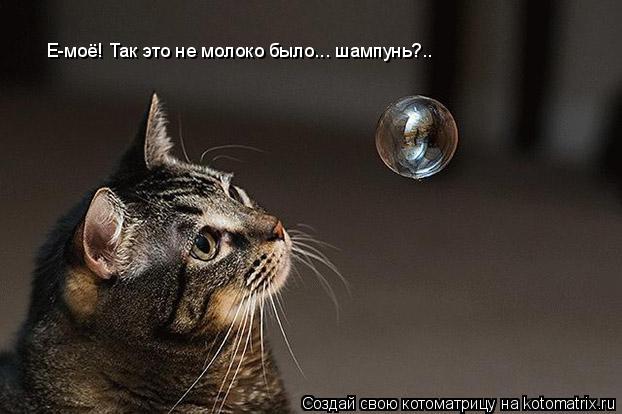 Е-моё! Так это не молоко было... шампунь?..... Котоматрица: Е-моё! Так это не молоко было... шампунь?..