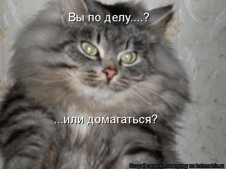 Вы по делу....? ...или домагаться?... Котоматрица: Вы по делу....? ...или домагаться?
