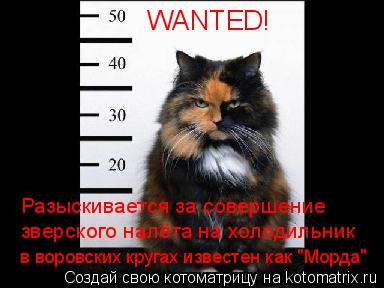 WANTED! Разыскивается за совершение зверского налёта на холодильник в воровских кругах известен как "... Котоматрица: WANTED! Разыскивается за совершение зверского налёта на холодильник в воровских кругах известен как "Морда"