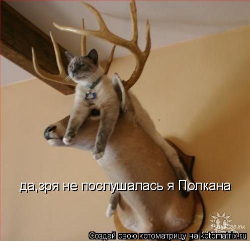 да,зря не послушалась я Полкана... Котоматрица: да,зря не послушалась я Полкана
