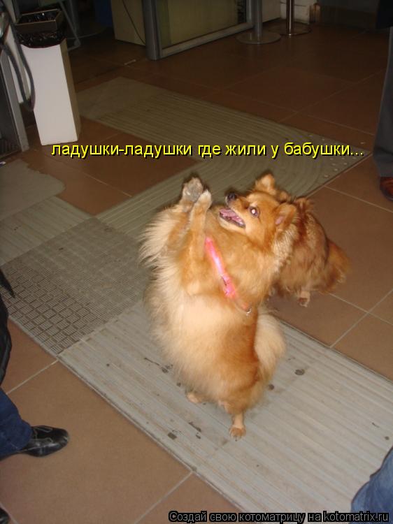 ладушки-ладушки где жили у бабушки...... Котоматрица: ладушки-ладушки где жили у бабушки...