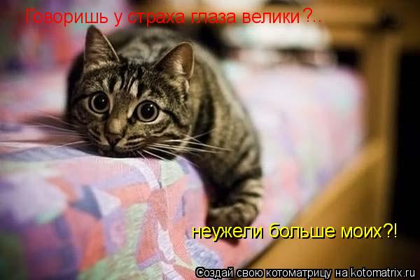 Говоришь у страха глаза велики неужели больше моих?! ?.. неужели больше моих?!... Котоматрица: Говоришь у страха глаза велики неужели больше моих?! ?.. неужели больше моих?!