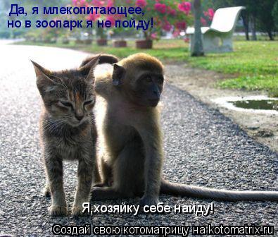 Да, я млекопитающее, но в зоопарк я не пойду! Я,хозяйку себе найду!... Котоматрица: Да, я млекопитающее, но в зоопарк я не пойду! Я,хозяйку себе найду!