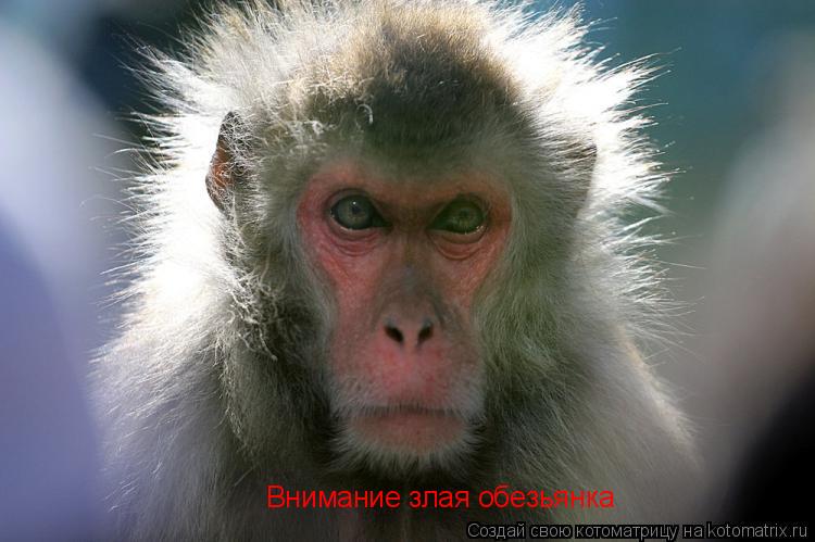 Внимание злая обезьянка... Котоматрица: Внимание злая обезьянка