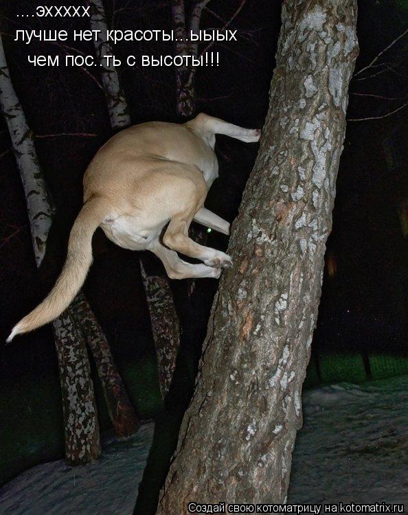 ....эххххх лучше нет красоты...ыыых чем пос..ть с высоты!!!... Котоматрица: ....эххххх лучше нет красоты...ыыых чем пос..ть с высоты!!!