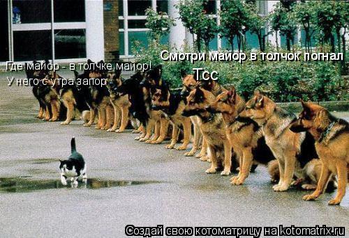 Тсс Смотри майор в толчок погнал Где майор - в толчке майор! У него с утра запор... Котоматрица: Тсс Смотри майор в толчок погнал Где майор - в толчке майор! У него с утра запор
