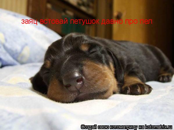 заяц встовай петушок давно про пел... Котоматрица: заяц встовай петушок давно про пел