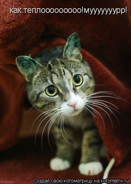 как теплооооооооо!мууууууурр!... Котоматрица: как теплооооооооо!мууууууурр!