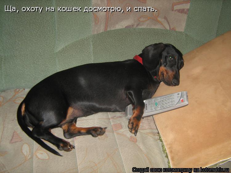 Ща, охоту на кошек досмотрю, и спать.... Котоматрица: Ща, охоту на кошек досмотрю, и спать.