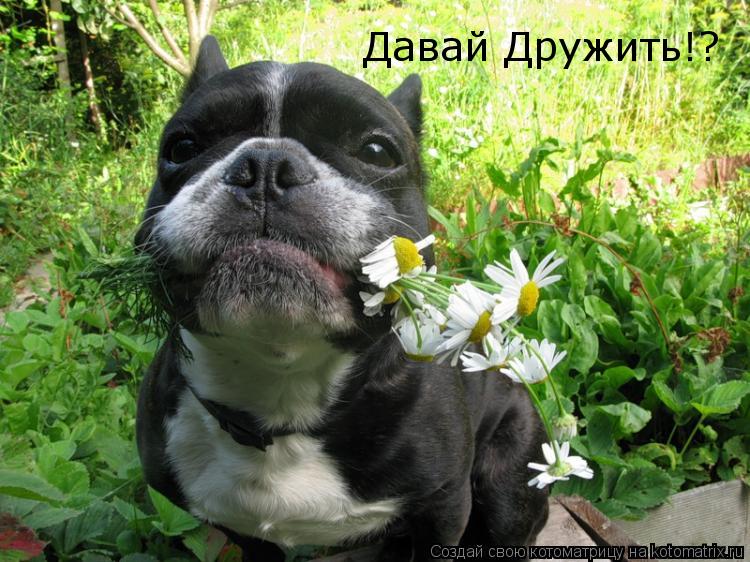 Давай Дружить!?... Котоматрица: Давай Дружить!?