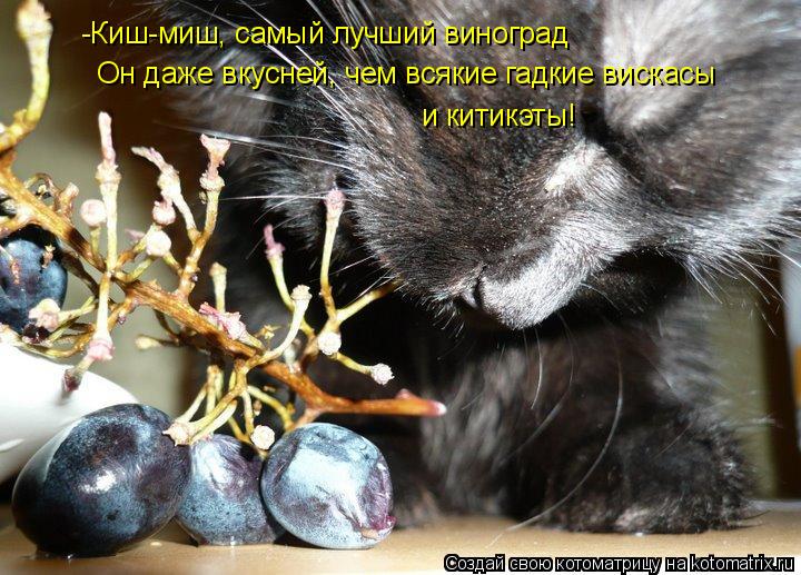 -Киш-миш, самый лучший виноград Он даже вкусней, чем всякие гадкие вискасы и китикэты!... Котоматрица: -Киш-миш, самый лучший виноград Он даже вкусней, чем всякие гадкие вискасы и китикэты!