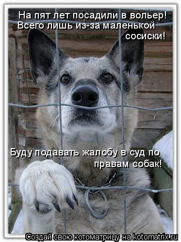 На пят лет посадили в вольер! Всего лишь из-за маленькой сосиски! Буду подавать жалобу в суд по права... Котоматрица: На пят лет посадили в вольер! Всего лишь из-за маленькой сосиски! Буду подавать жалобу в суд по правам собак!