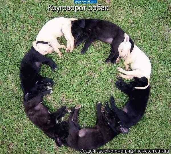 Круговорот собак... Котоматрица: Круговорот собак
