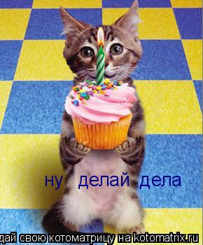 ну делай дела... Котоматрица: ну делай дела