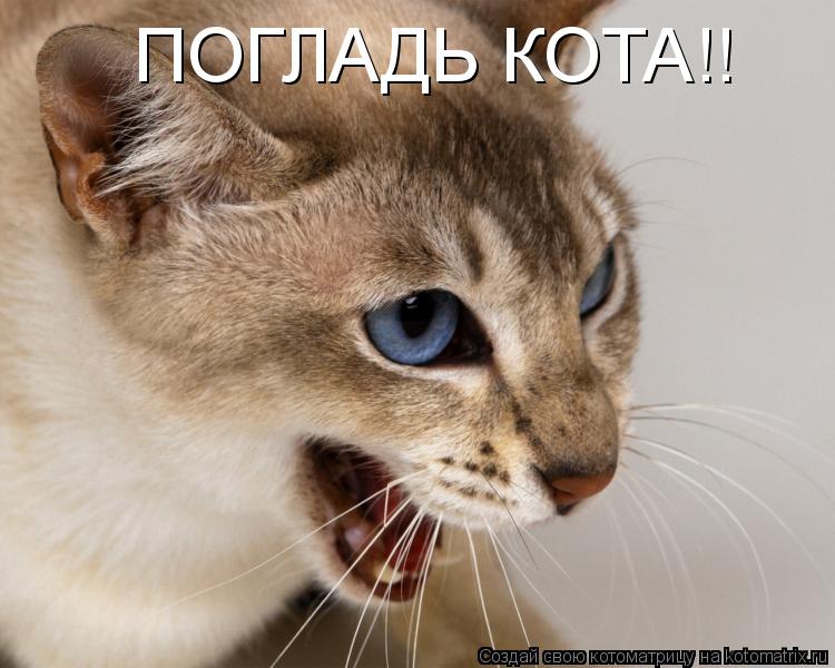 ПОГЛАДЬ КОТА!!... Котоматрица: ПОГЛАДЬ КОТА!!