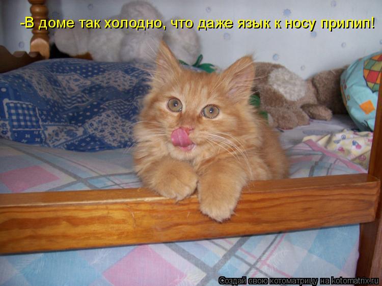-В доме так холодно, что даже язык к носу прилип!... Котоматрица: -В доме так холодно, что даже язык к носу прилип!