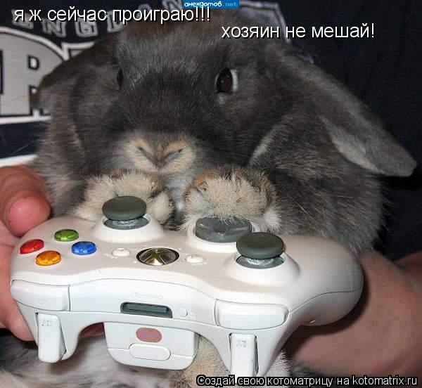я ж сейчас проиграю!!! я ж сейчас проиграю!!! хозяин не мешай!... Котоматрица: я ж сейчас проиграю!!! я ж сейчас проиграю!!! хозяин не мешай!