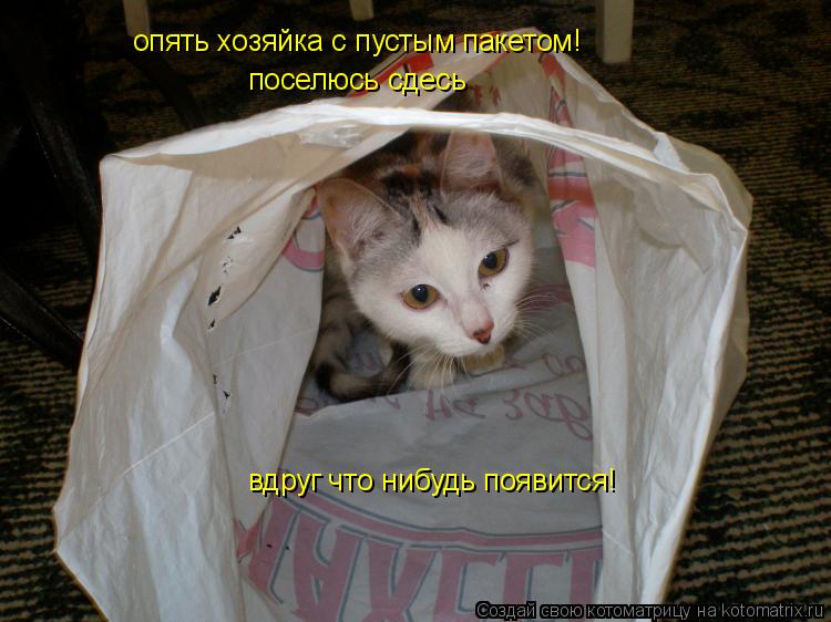 опять хозяйка с пустым пакетом! поселюсь сдесь вдруг что нибудь появится!... Котоматрица: опять хозяйка с пустым пакетом! поселюсь сдесь вдруг что нибудь появится!