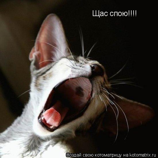 Щас спою!!!!... Котоматрица: Щас спою!!!!