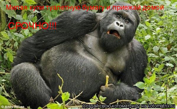 Милая купи туалетную бумагу и приежай домой СРОЧНО!!!... Котоматрица: Милая купи туалетную бумагу и приежай домой СРОЧНО!!!