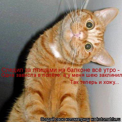 Следил за птицами на балконе всё утро - Одна зависла в полёте, а у меня шею заклинило Так теперь и х... Котоматрица: Следил за птицами на балконе всё утро - Одна зависла в полёте, а у меня шею заклинило Так теперь и хожу...