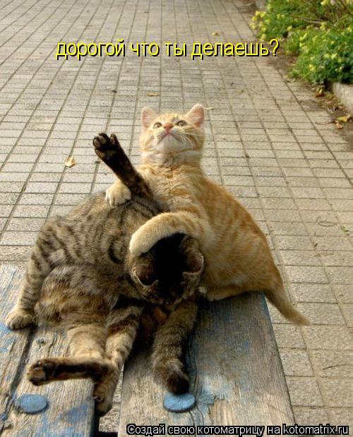 дорогой что ты делаешь?... Котоматрица: дорогой что ты делаешь?