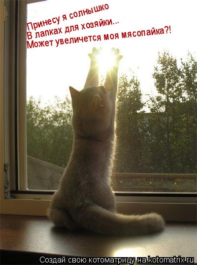 Принесу я солнышко В лапках для хозяйки... Может увеличется моя мясопайка?!... Котоматрица: Принесу я солнышко В лапках для хозяйки... Может увеличется моя мясопайка?!