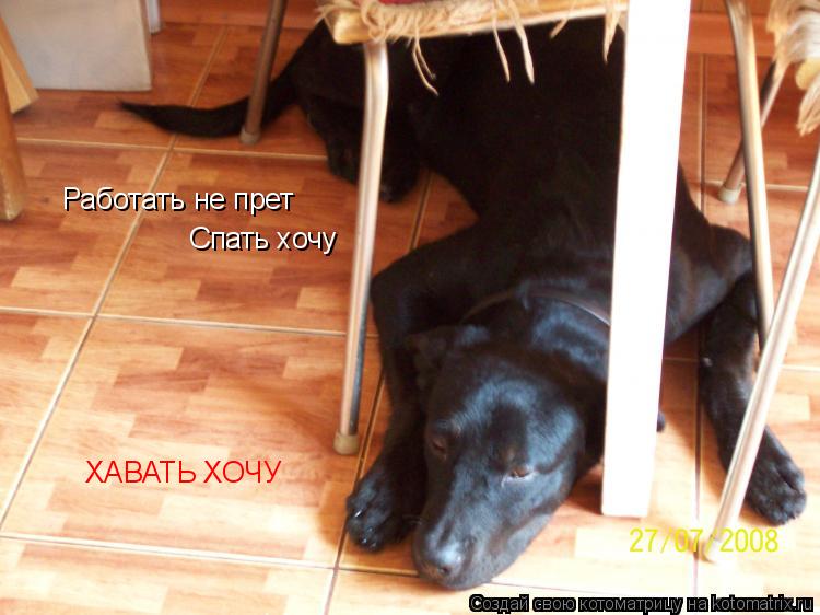 Работать не прет Спать хочу ХАВАТЬ ХОЧУ... Котоматрица: Работать не прет Спать хочу ХАВАТЬ ХОЧУ