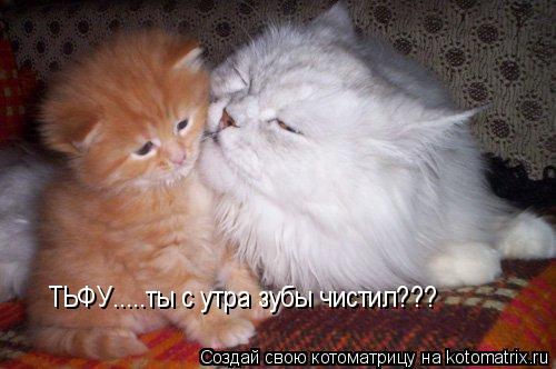 ТЬФУ.....ты с утра зубы чистил???... Котоматрица: ТЬФУ.....ты с утра зубы чистил???