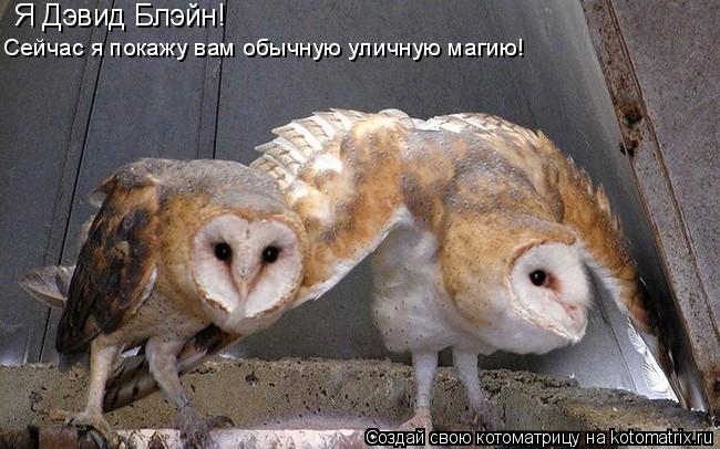 Я Дэвид Блэйн! Сейчас я покажу вам обычную уличную магию!... Котоматрица: Я Дэвид Блэйн! Сейчас я покажу вам обычную уличную магию!