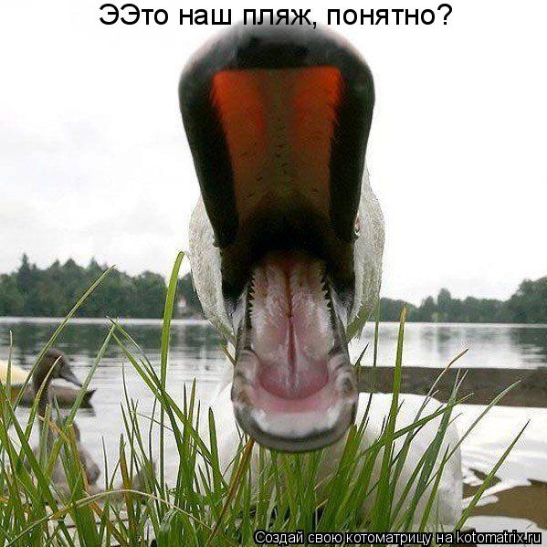 ЭЭто наш пляж, понятно?... Котоматрица: ЭЭто наш пляж, понятно?
