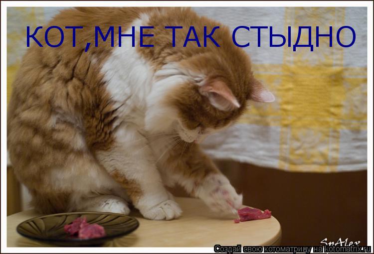 КОТ,МНЕ ТАК СТЫДНО... Котоматрица: КОТ,МНЕ ТАК СТЫДНО