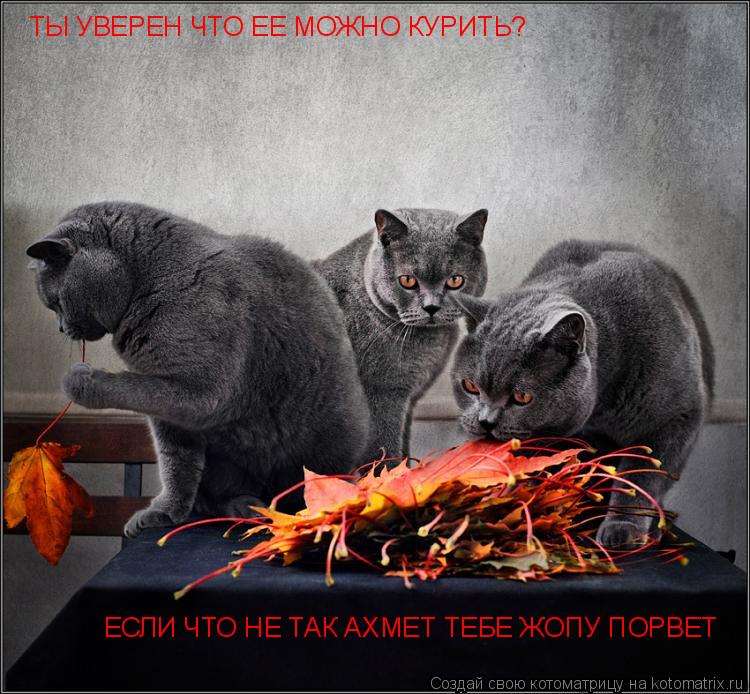 ТЫ УВЕРЕН ЧТО ЕЕ МОЖНО КУРИТЬ? ЕСЛИ ЧТО НЕ ТАК АХМЕТ ТЕБЕ ЖОПУ ПОРВЕТ... Котоматрица: ТЫ УВЕРЕН ЧТО ЕЕ МОЖНО КУРИТЬ? ЕСЛИ ЧТО НЕ ТАК АХМЕТ ТЕБЕ ЖОПУ ПОРВЕТ